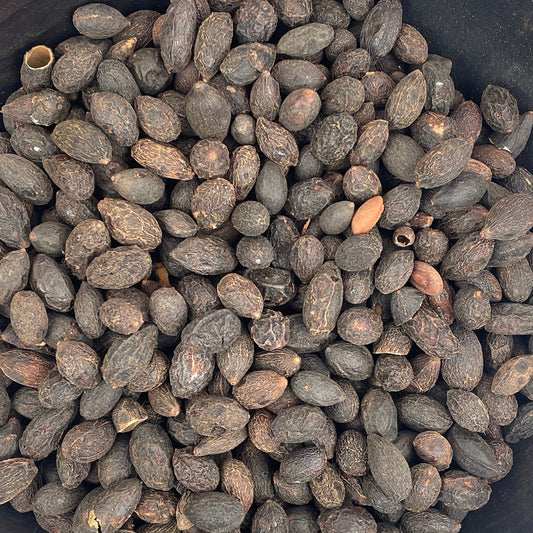 Saw Palmetto Berry - Whole Berries