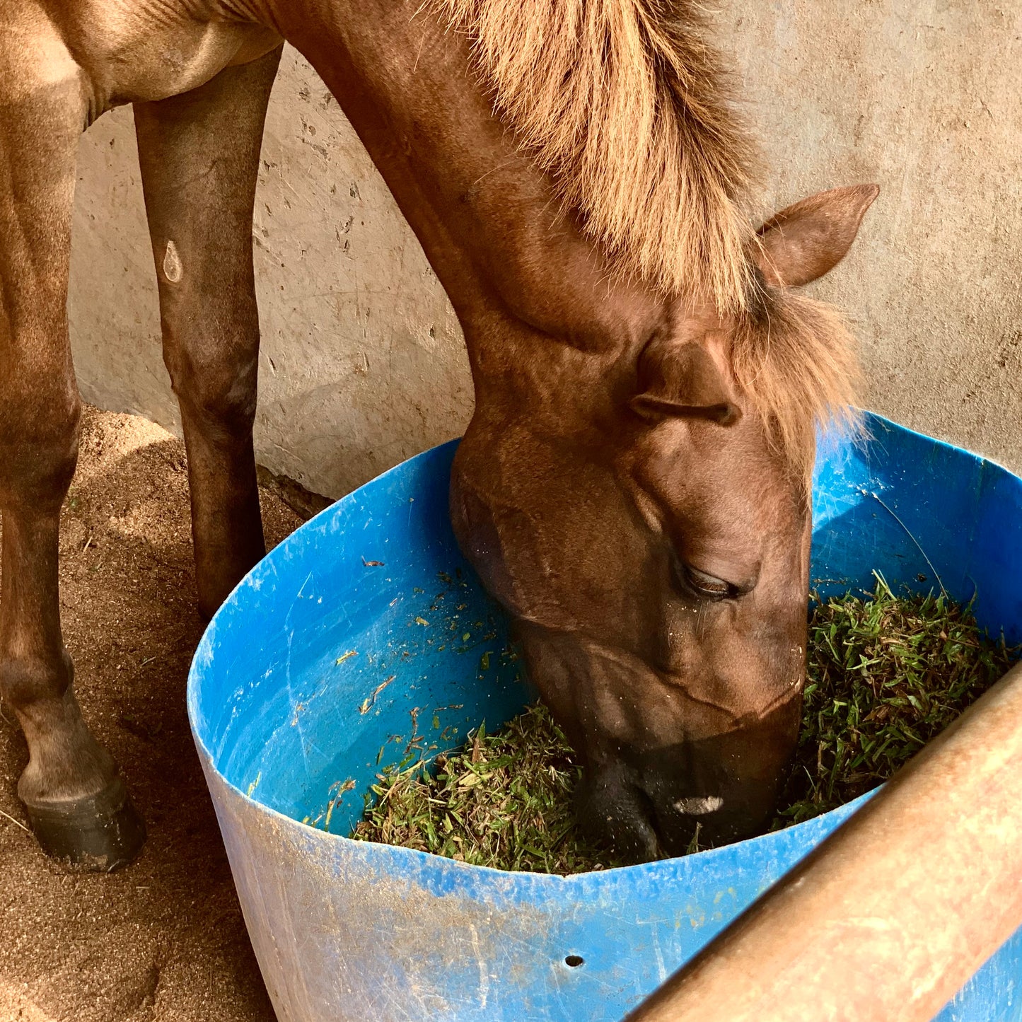 Wildcrafted Spirulina Powder for Cats, Dogs, Horses, Poultry, Livestock and Fish (ARTHROSPIRA PLATENSIS)