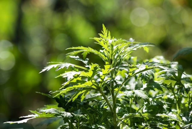 Exploring Mugwort: Brief History, Uses, and Recipes