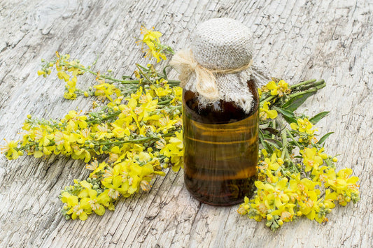 Mullein Infused Calendula Oil