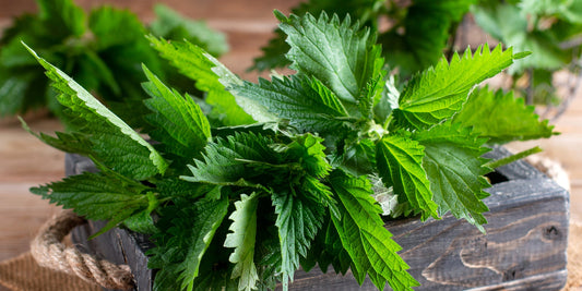 Nettle - Nutrition and Healing