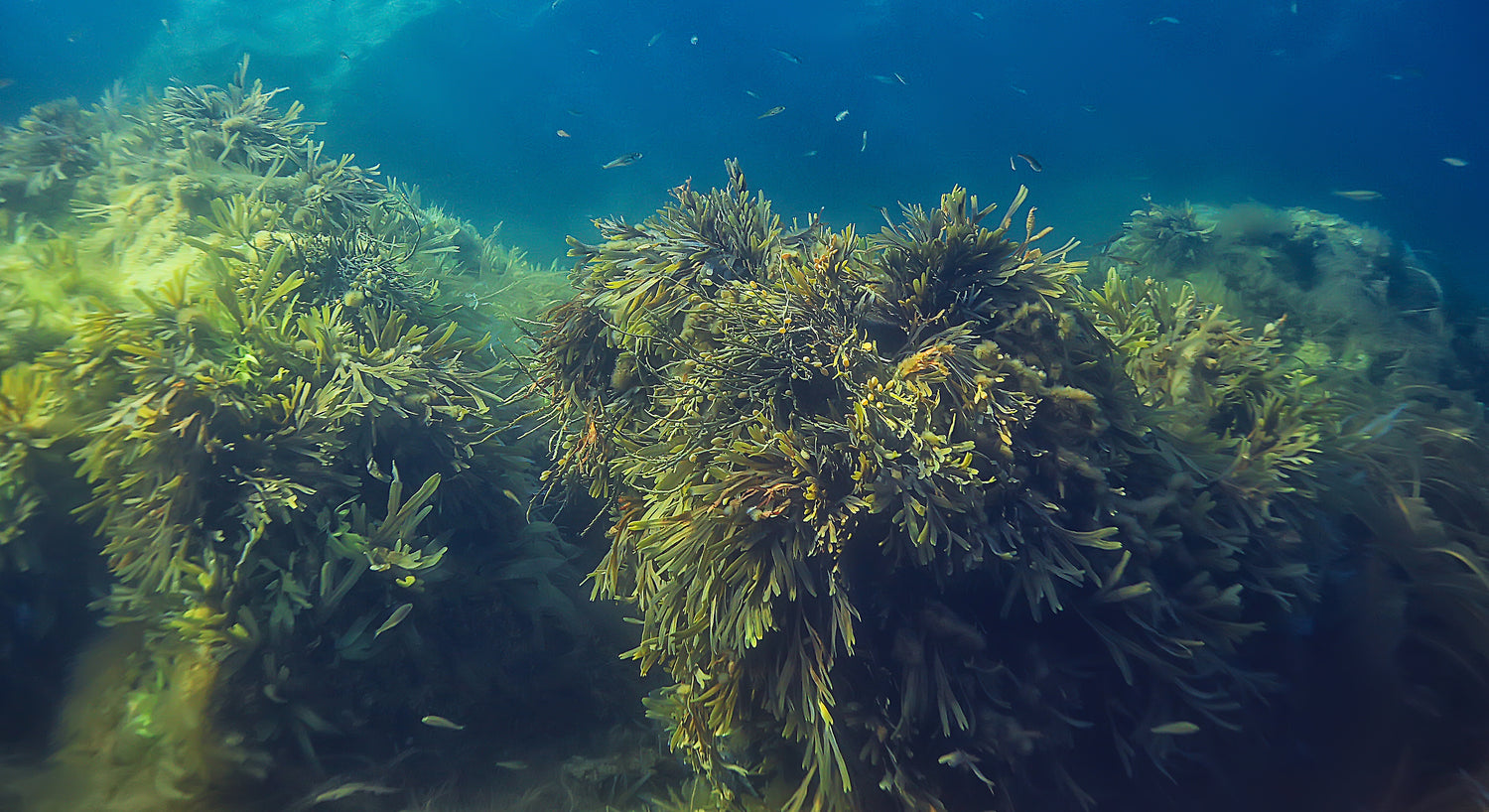 Sea Vegetables