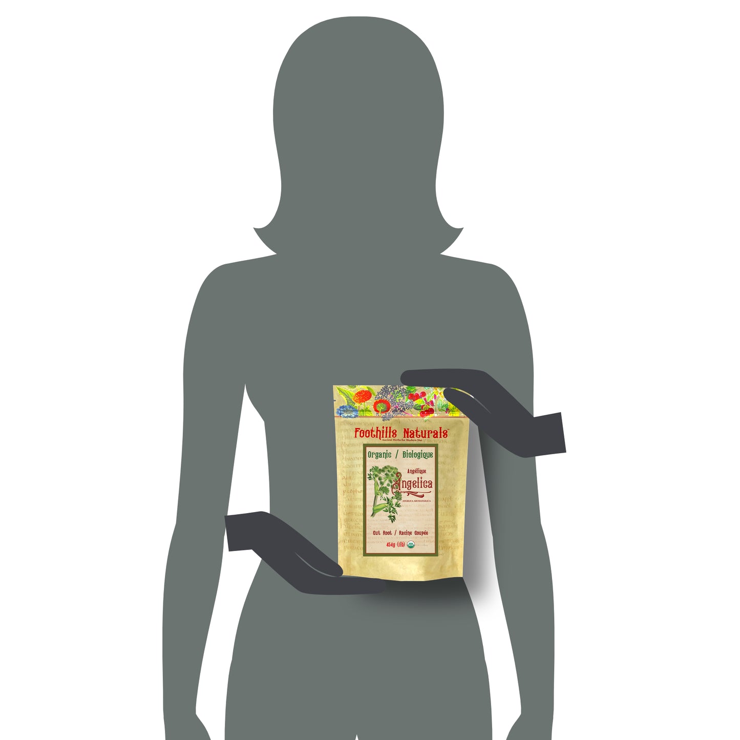 Organic Angelica Root Cut (ANGELICA ARCHANGELICA) – Dried Botanical for Tea & Preparations