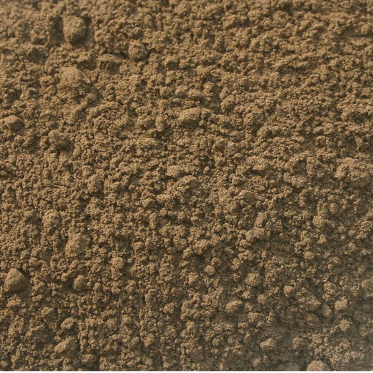 Black Walnut Hull Powder (Juglans nigra) - Wildcrafted
