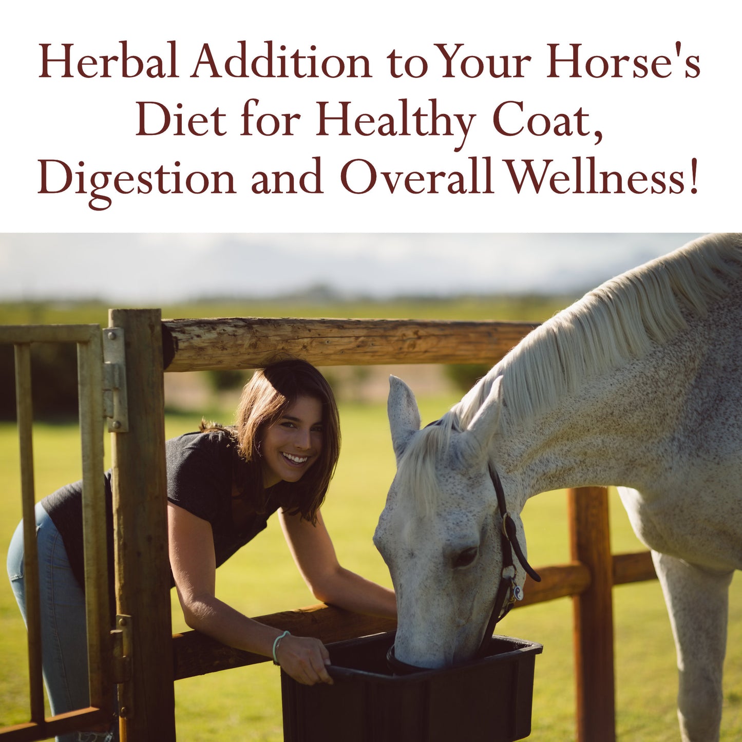 Organic Calendula Petals Horse Treats