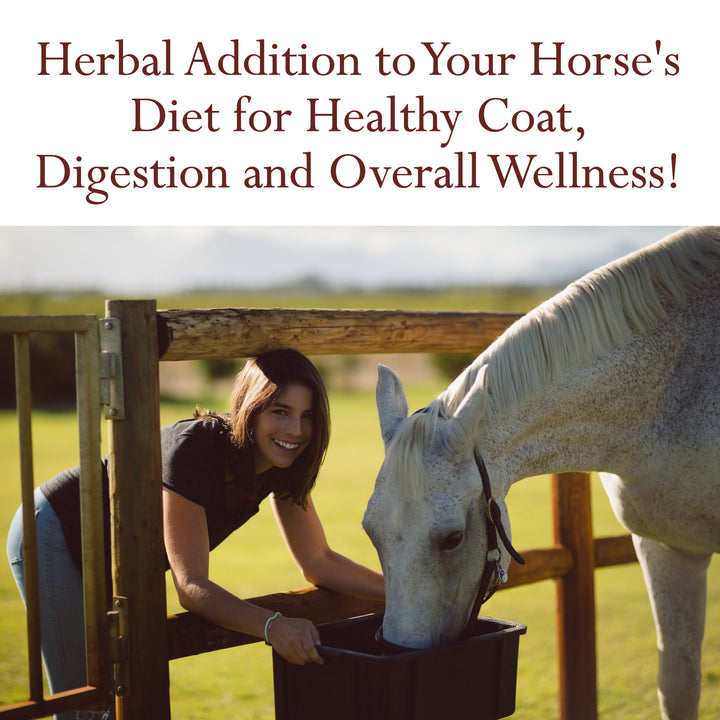 Calendula petals for Horse Treats and Wellness