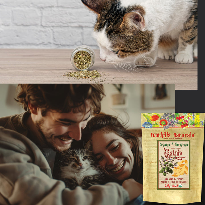 Catnip Herb for Cats