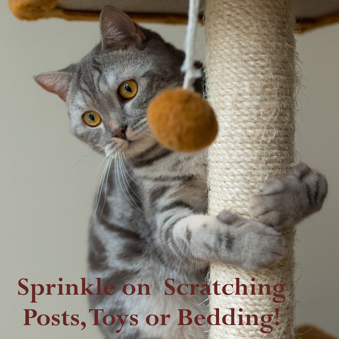 Catnip Herb for Cats