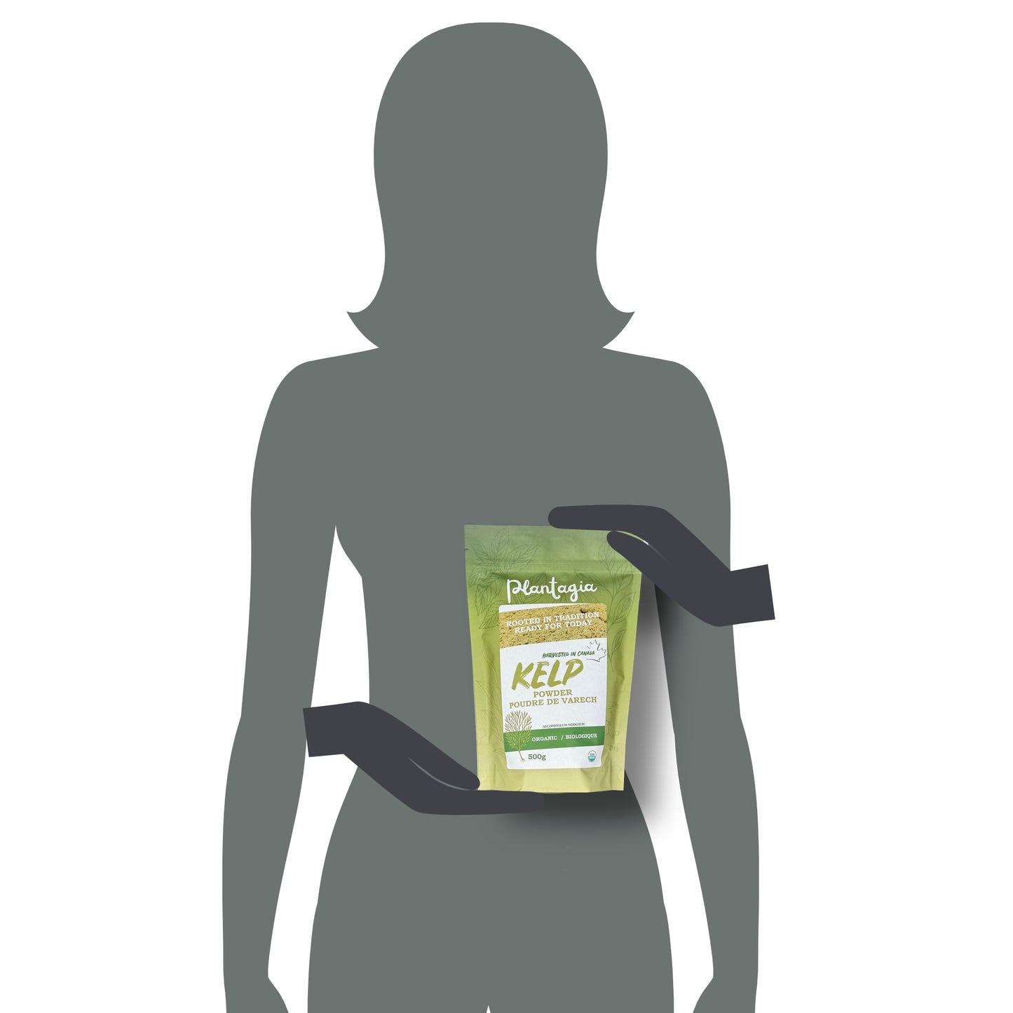 Organic Kelp Powder Canadian (Ascophyllum nodosum) 500g