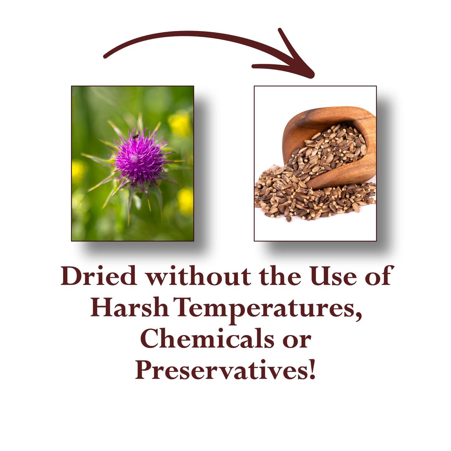 Organic Milk Thistle Seed Whole (Silybum marianum)