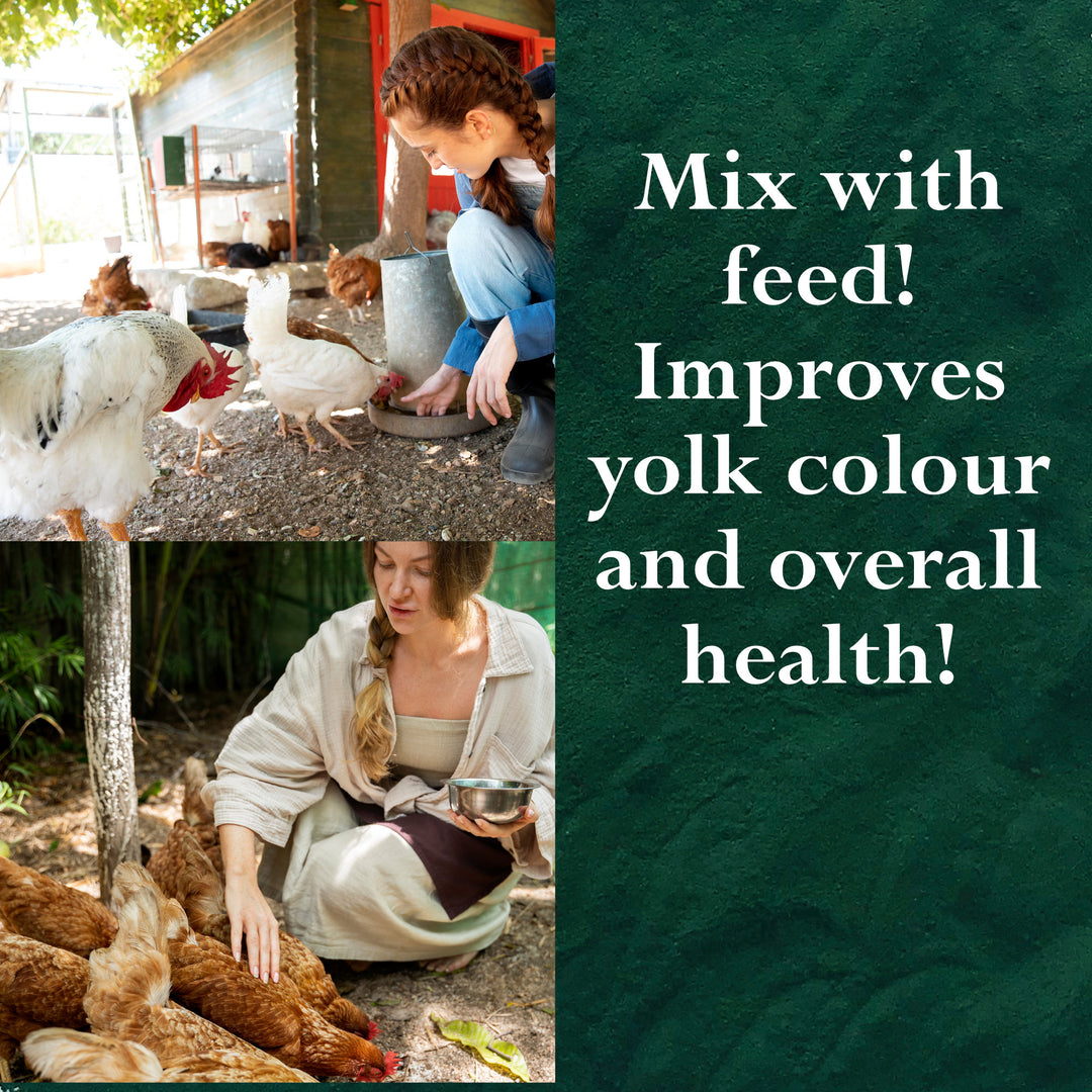 Spirulina Powder for Cats, Dogs, Horses, Poultry, Livestock and Fish