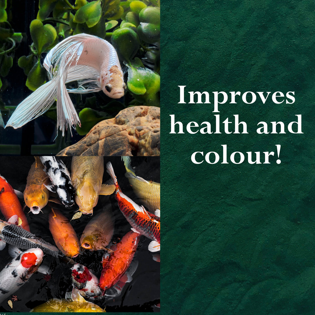 Spirulina Powder for Cats, Dogs, Horses, Poultry, Livestock and Fish