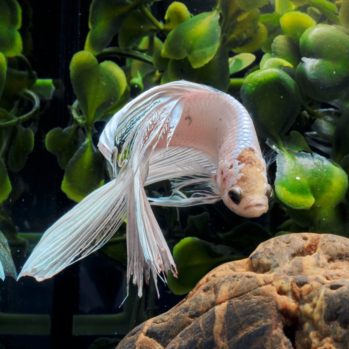 Wildcrafted Spirulina Powder for Cats, Dogs, Horses, Poultry, Livestock and Fish (ARTHROSPIRA PLATENSIS)