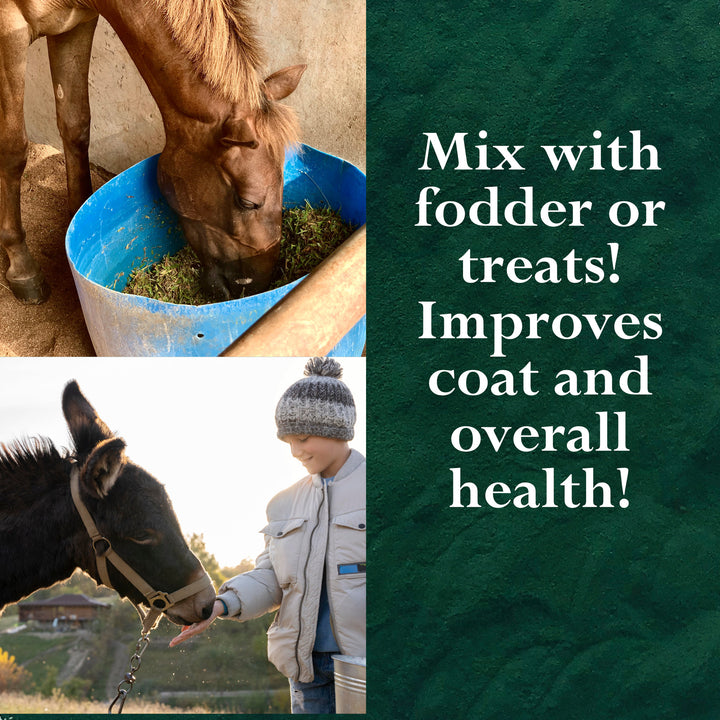 Spirulina Powder for Cats, Dogs, Horses, Poultry, Livestock and Fish