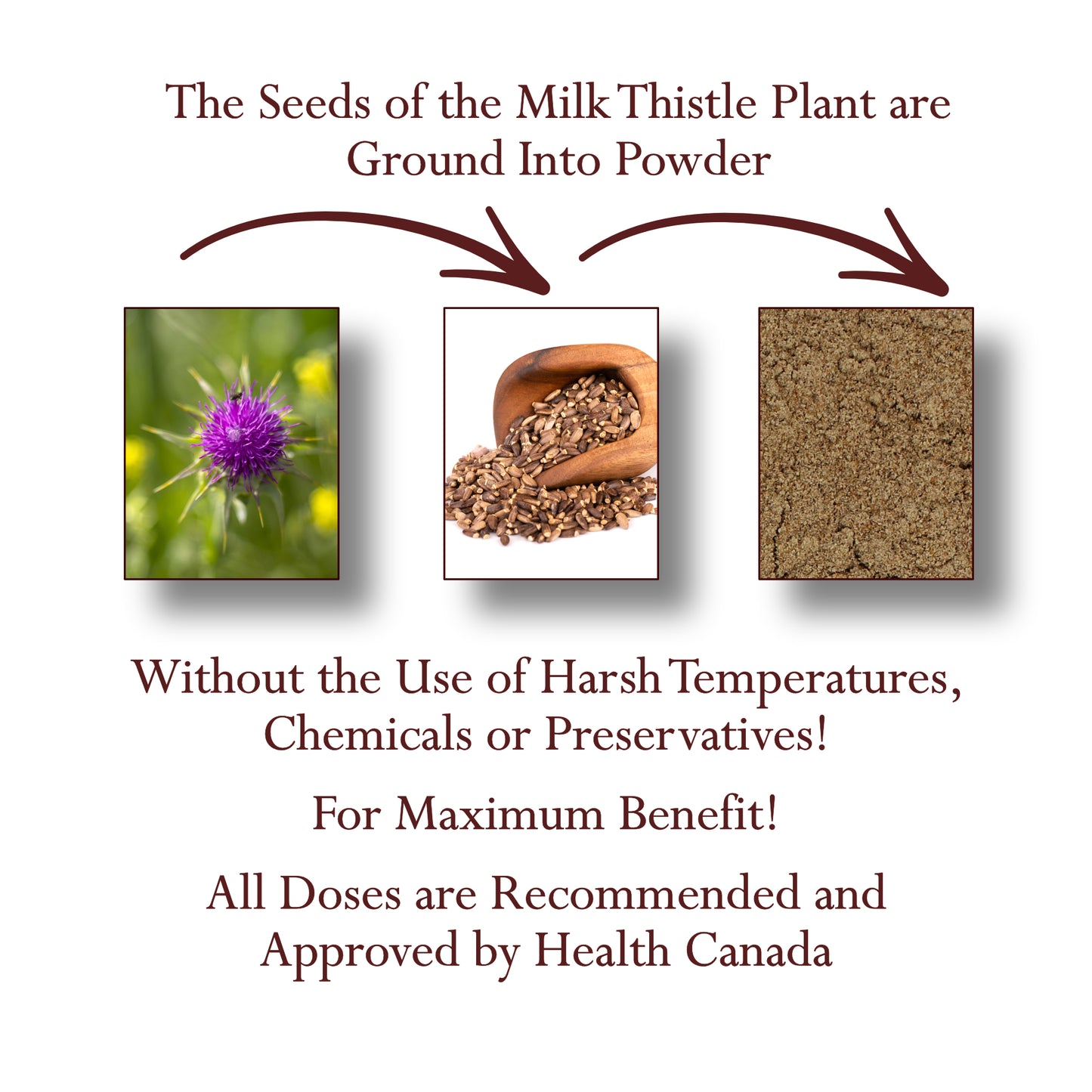 Milk Thistle Seed Powder Organic