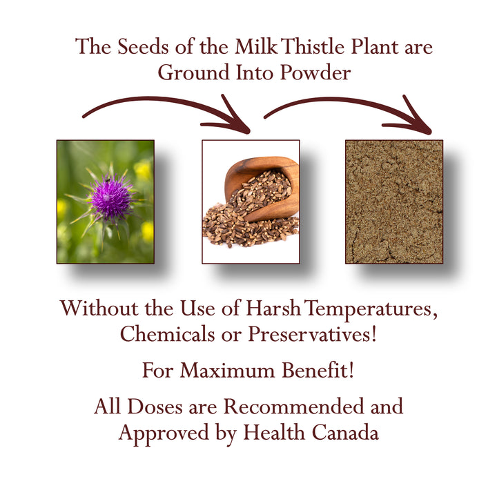 Milk Thistle Seed Powder Organic
