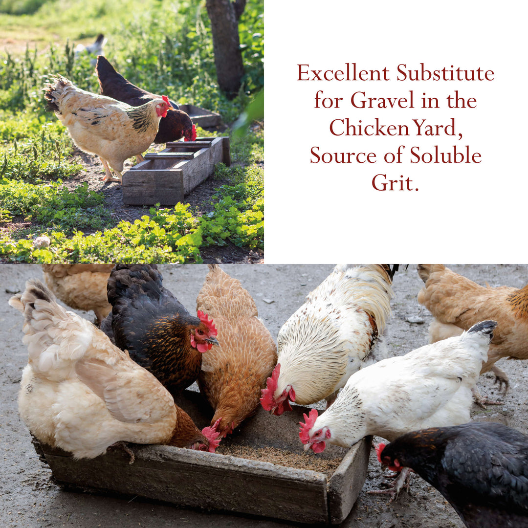 Oyster Shells Crushed - 1 kg (2.2 lb) Natural, Nothing Added | Foothills Naturals Canada | Ancient Herbs for Modern Use