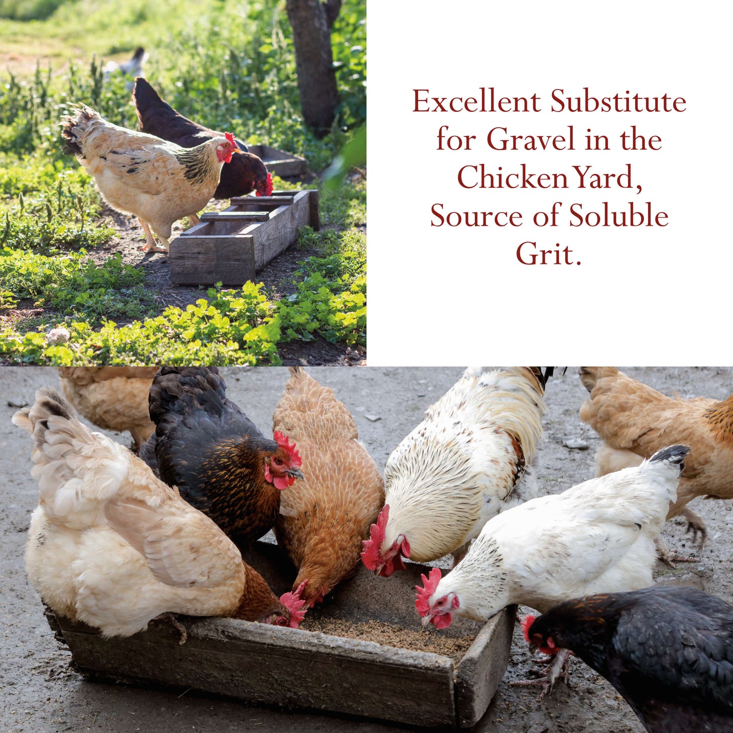 Oyster Shells Crushed - 1 kg (2.2 lb) Natural, Nothing Added | Foothills Naturals Canada | Ancient Herbs for Modern Use