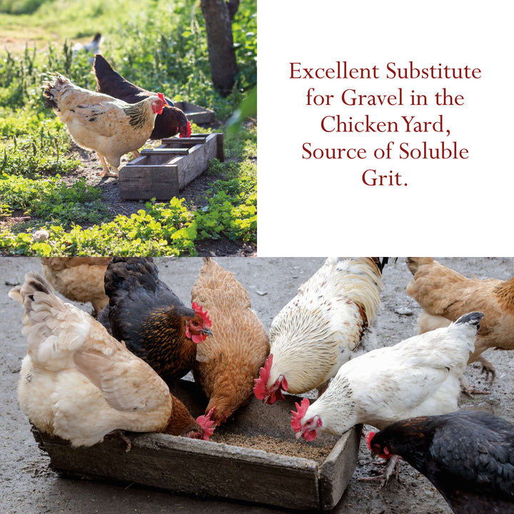 Oyster Shells Crushed - 1 kg (2.2 lb) Natural, Nothing Added | Foothills Naturals Canada | Ancient Herbs for Modern Use