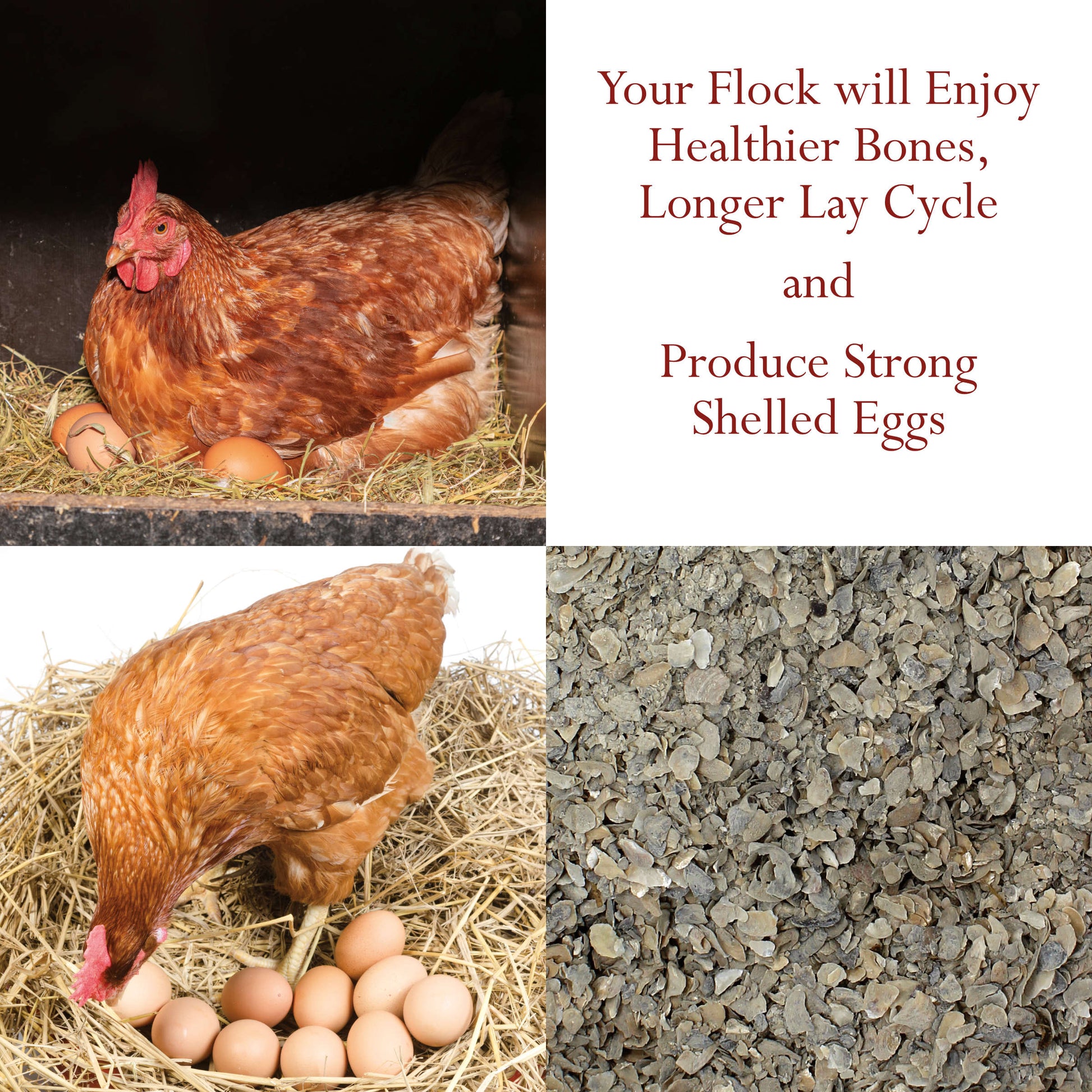 Oyster Shells Crushed - 1 kg (2.2 lb) Natural, Nothing Added | Foothills Naturals Canada | Ancient Herbs for Modern Use